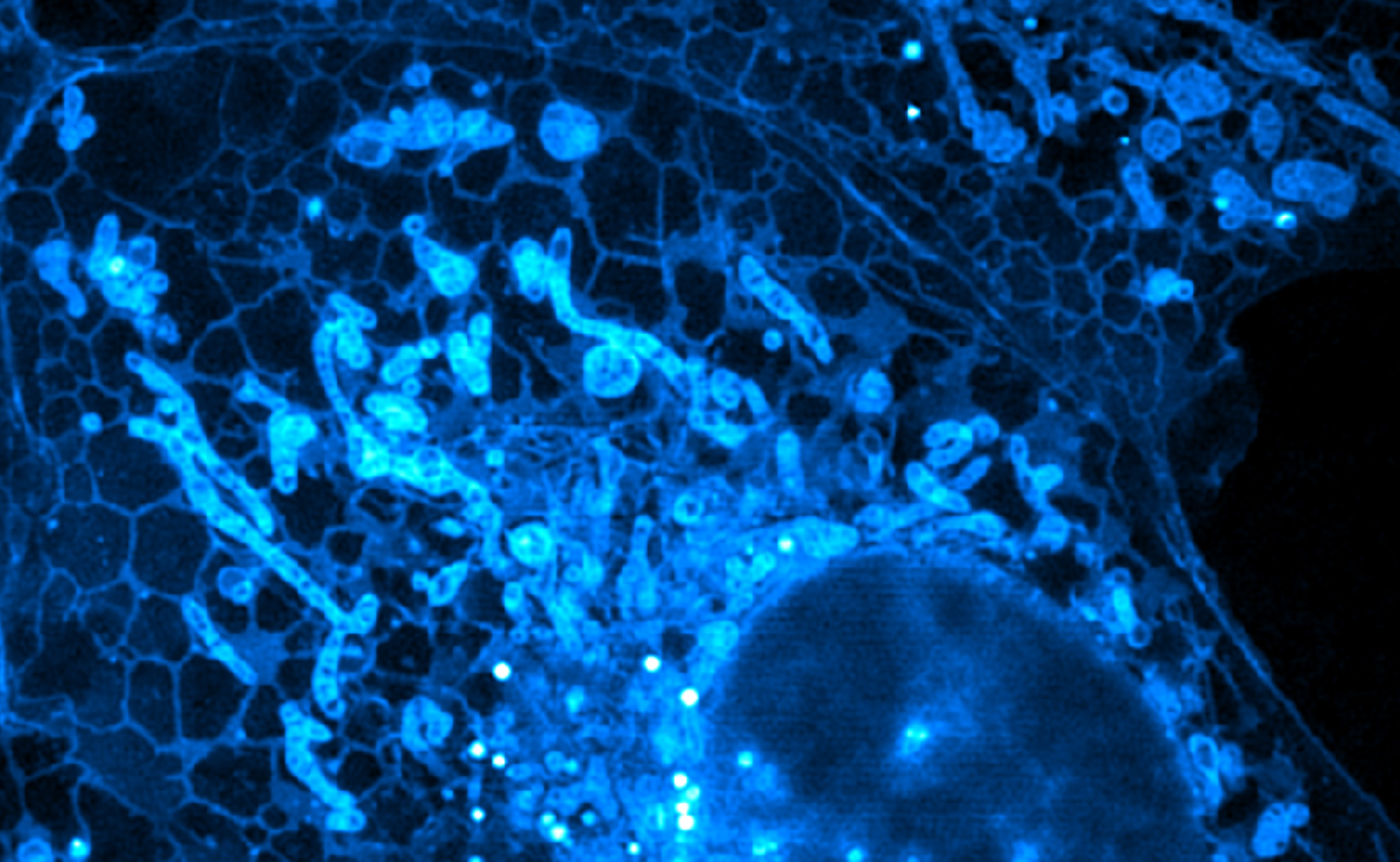 Cell imaging support service