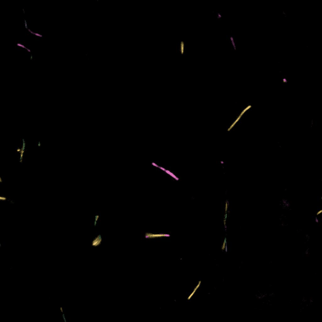 image1.gif